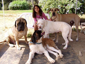 Melody and rescue dogs